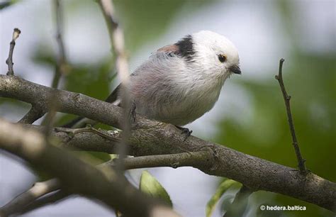 brown tittes|Tit Species In The U.S. (And Common Eurasian Species).